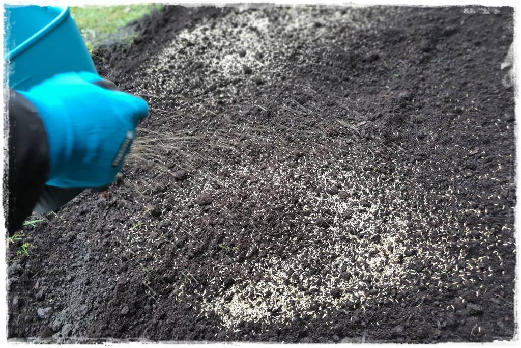 Trawnik na wiosnę 20b Trawnik na wiosnę 20b