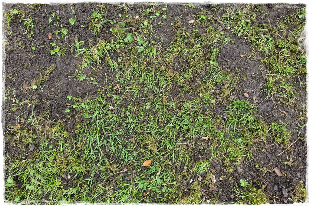 Trawnik na wiosnę 2b Trawnik na wiosnę 2b