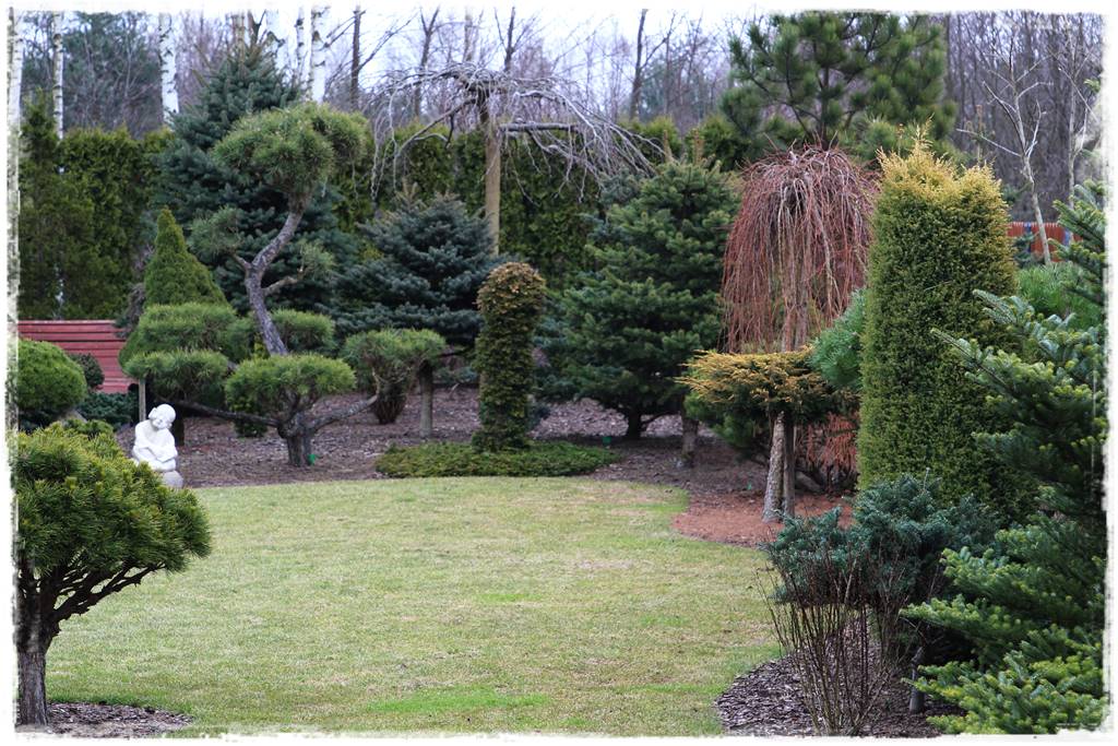 Trawnik na wiosnę 3