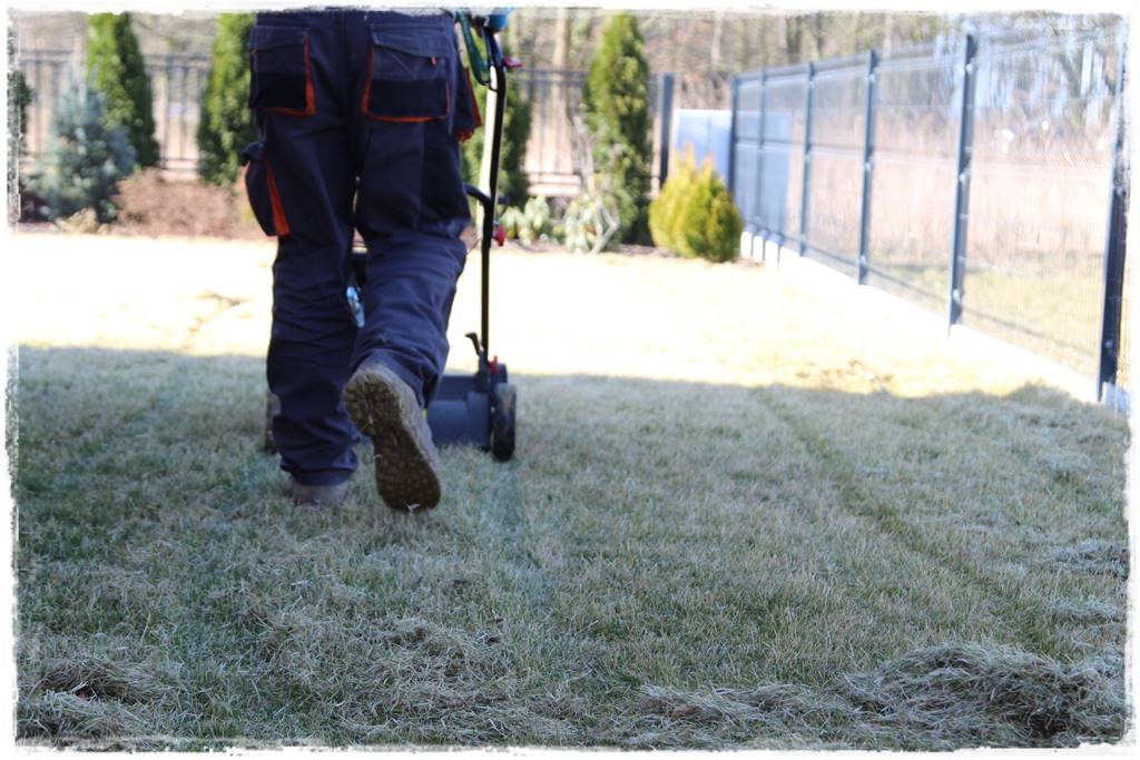 Trawnik na wiosnę 5 Trawnik na wiosnę 5