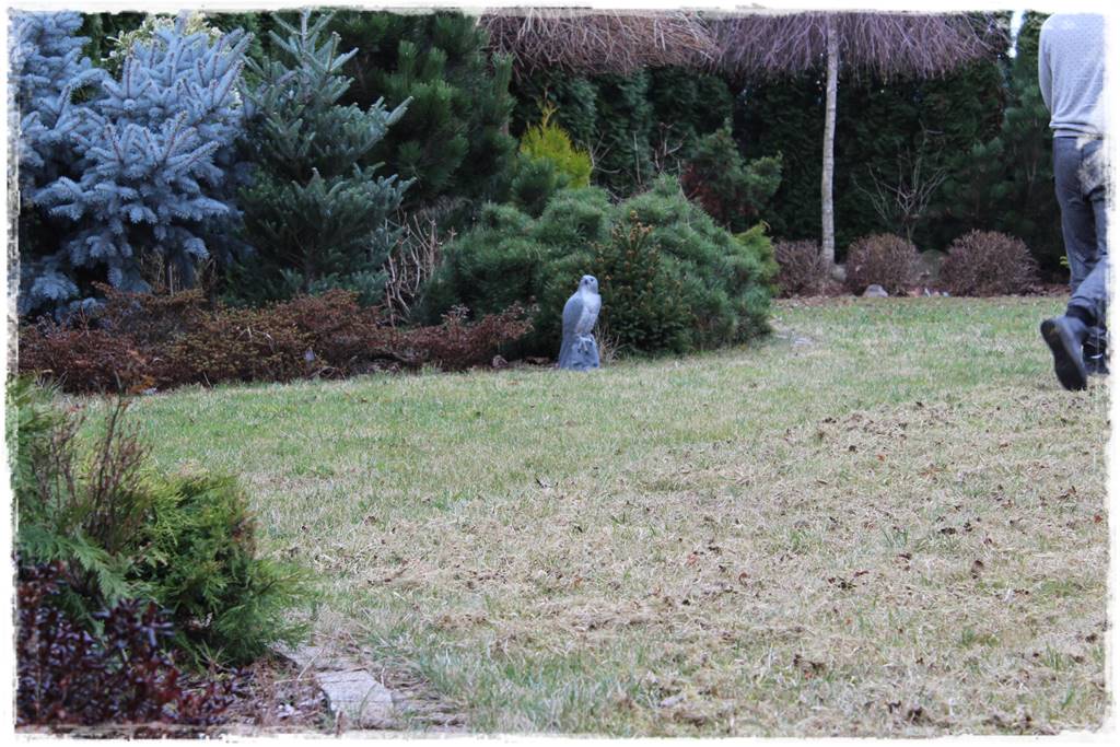 Trawnik na wiosnę 5a Trawnik na wiosnę 5a