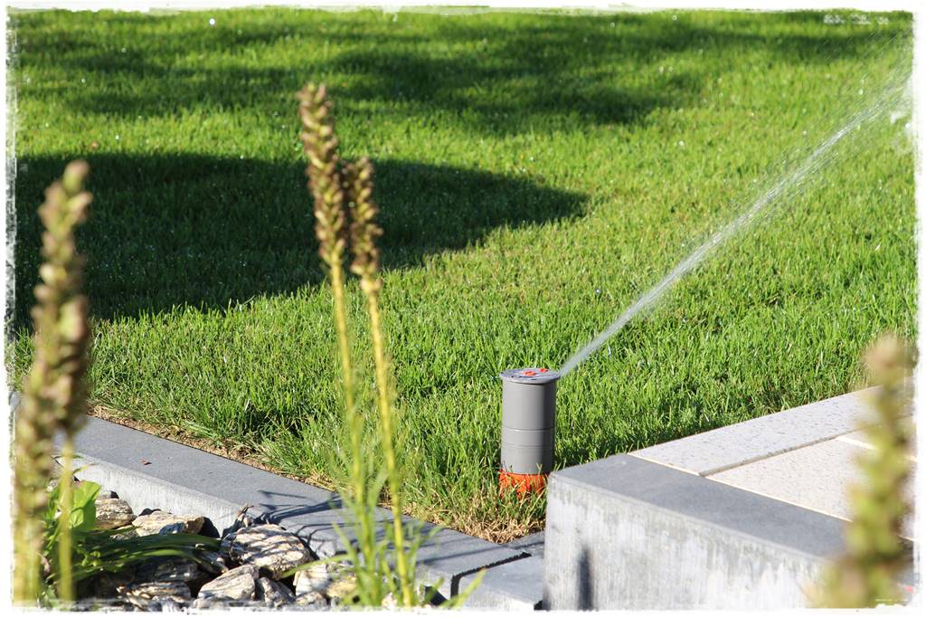 Trawnik na wiosnę 7