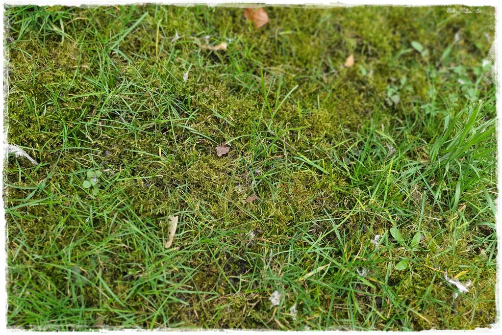 Trawnik na wiosnę 9 Trawnik na wiosnę 9