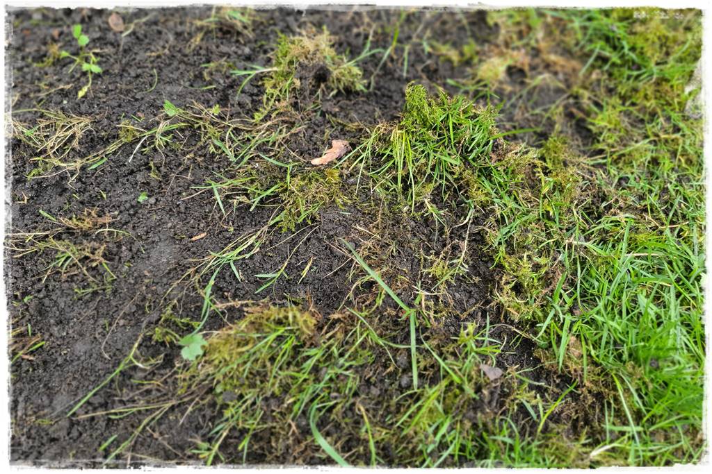 Trawnik na wiosnę 9a Trawnik na wiosnę 9a