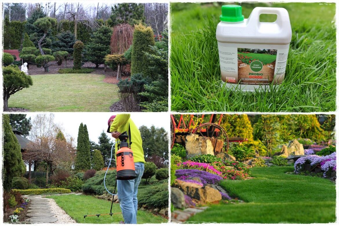 jak ożywić trawnik 0