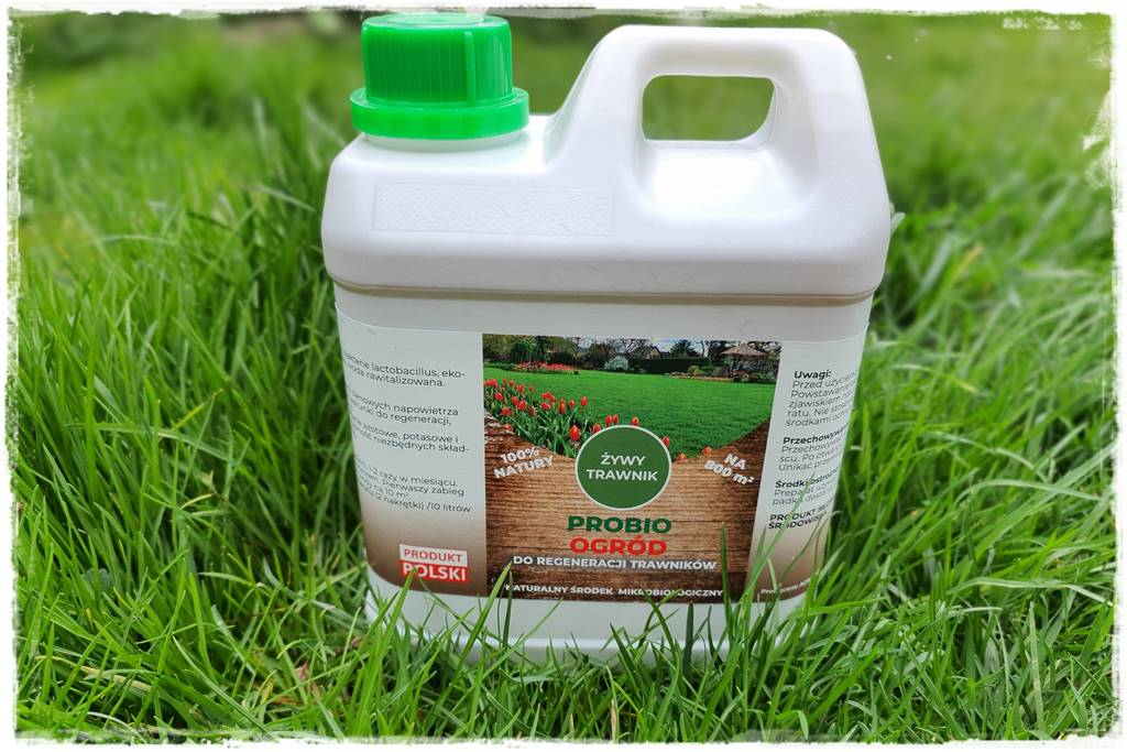 jak ożywić trawnik 10