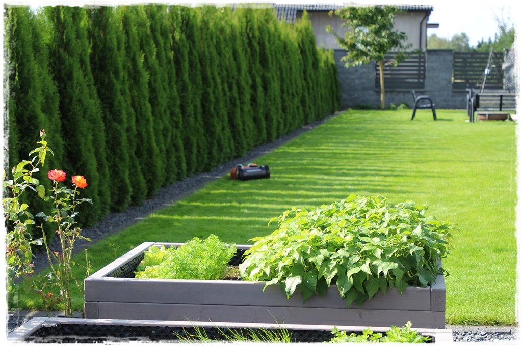 jak ożywić trawnik 15b