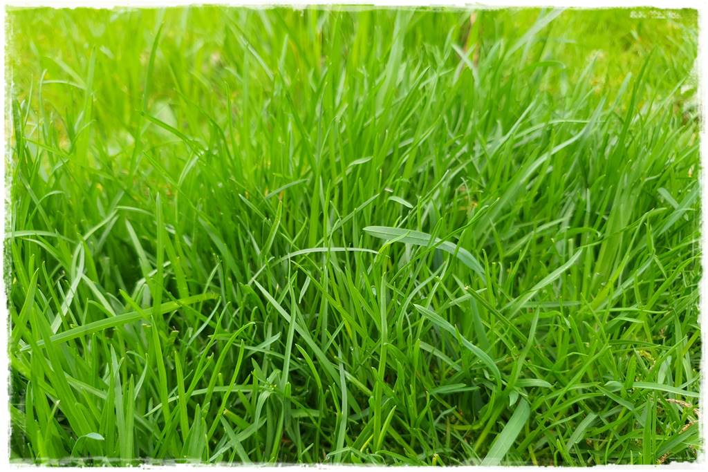 jak ożywić trawnik 1aa