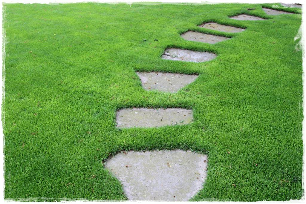 jak ożywić trawnik 5