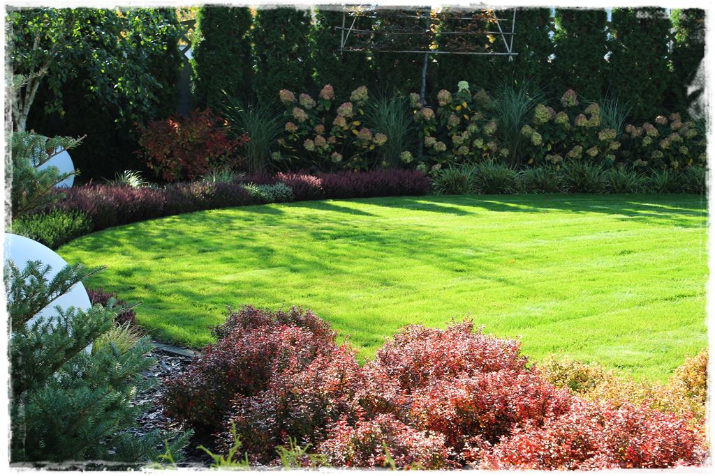 jak ożywić trawnik 7