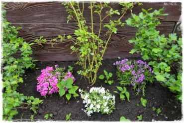 kwitnący jagodnik 0