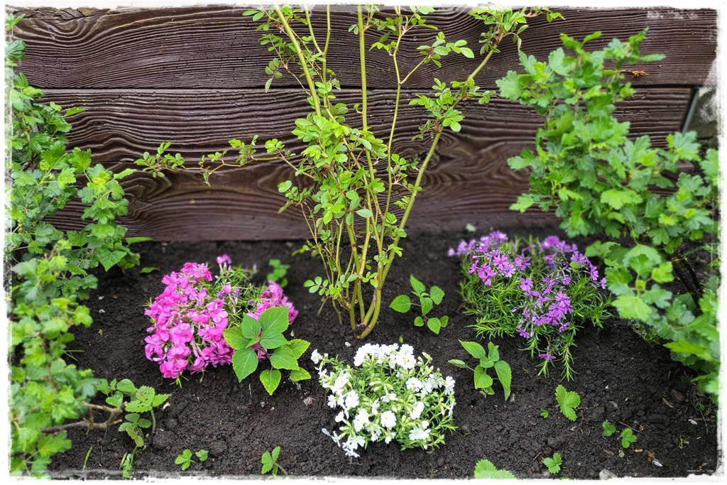 kwitnący jagodnik 0