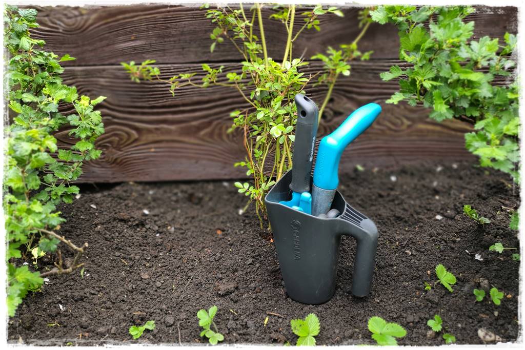 kwitnący jagodnik 10