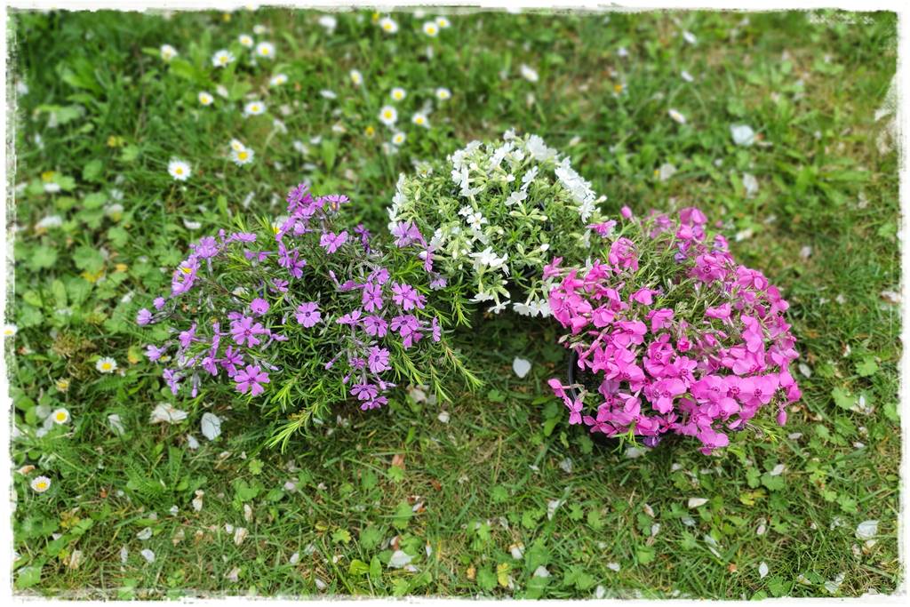 kwitnący jagodnik 11