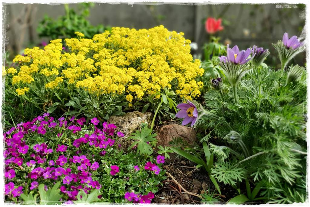 kwitnący jagodnik 12