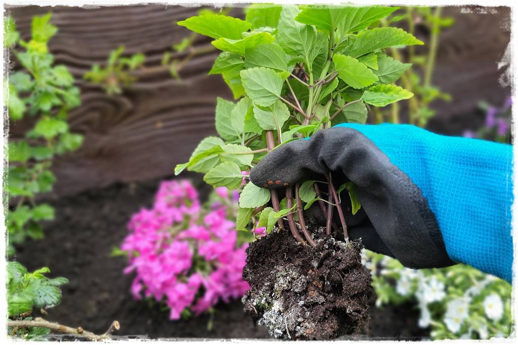 kwitnący jagodnik 14