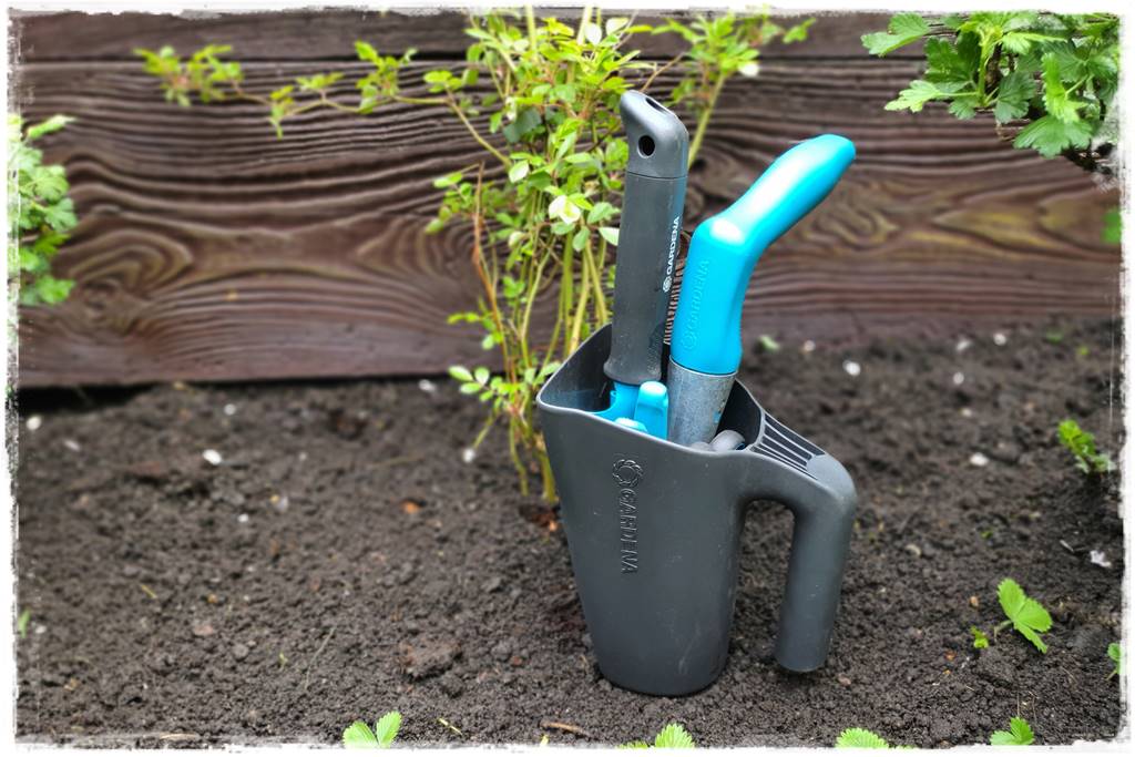 kwitnący jagodnik 15