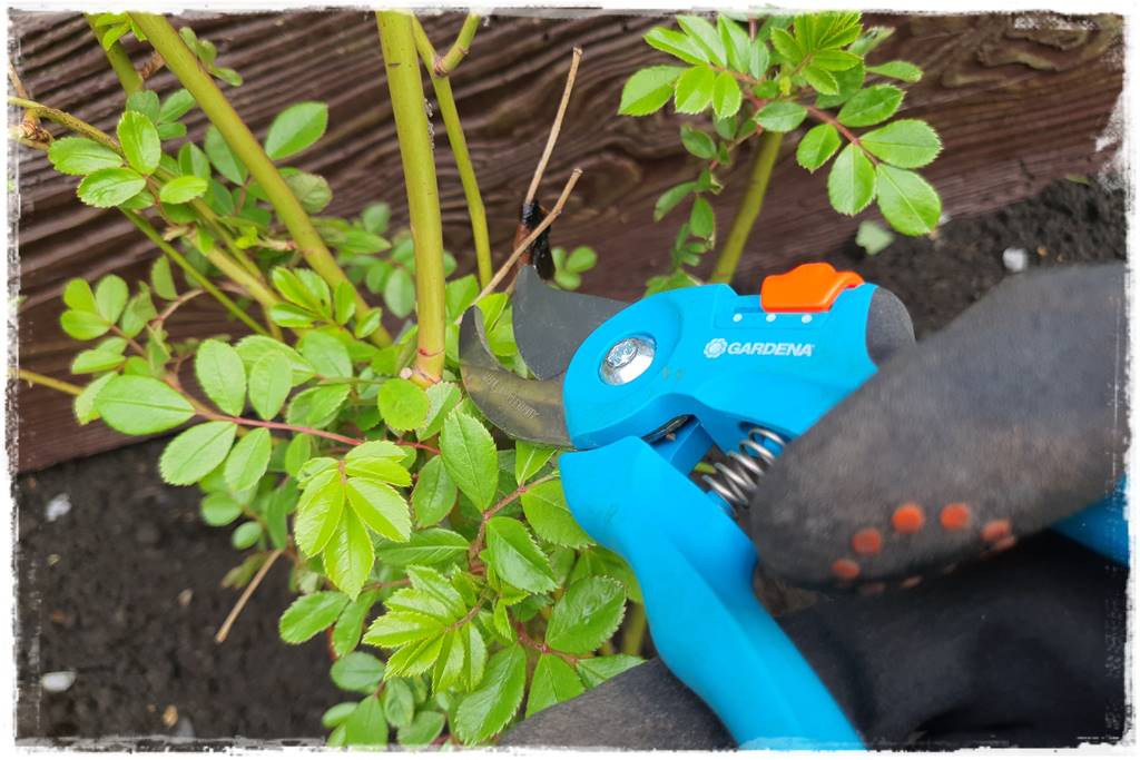 kwitnący jagodnik 17