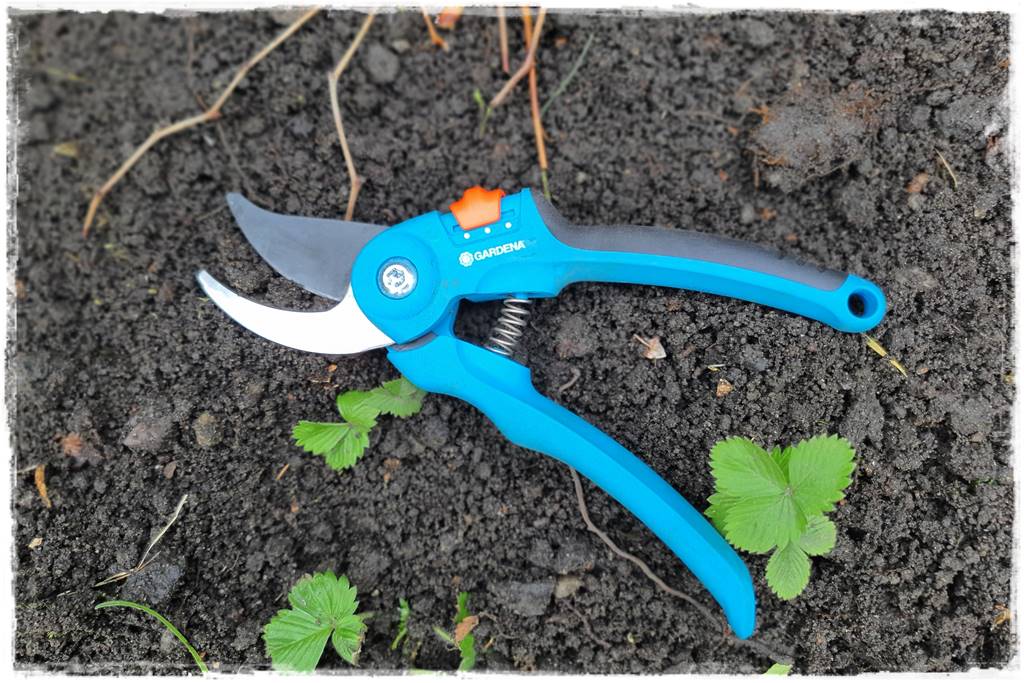 kwitnący jagodnik 20