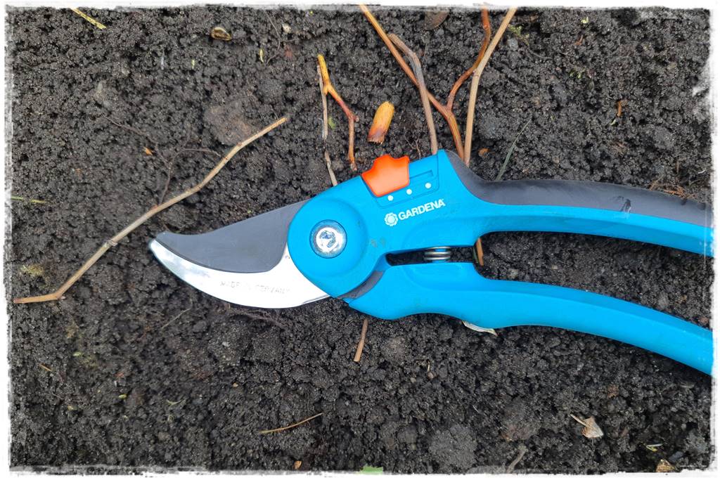 kwitnący jagodnik 21