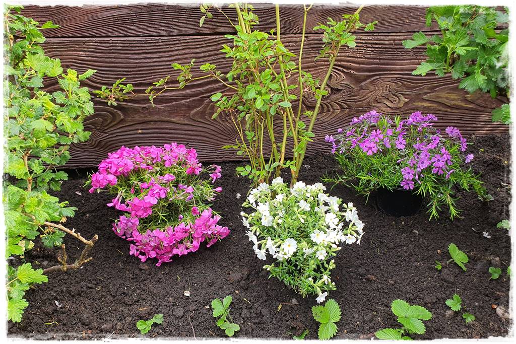 kwitnący jagodnik 22