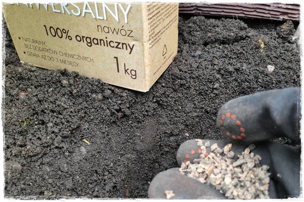 kwitnący jagodnik 24