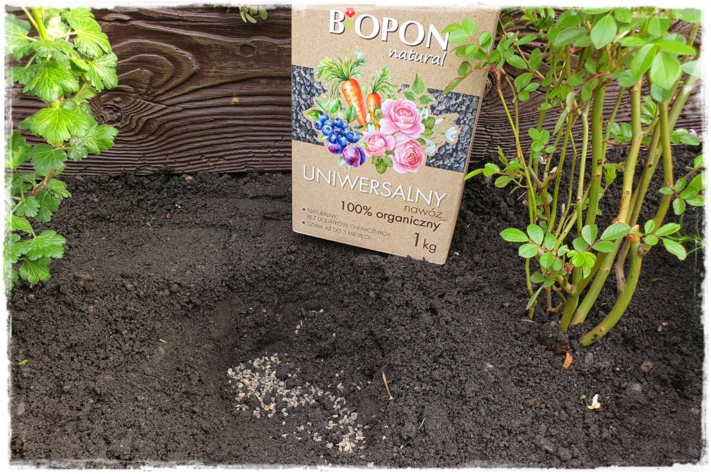 kwitnący jagodnik 25