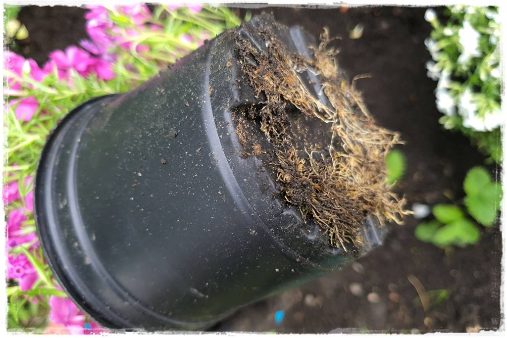 kwitnący jagodnik 26