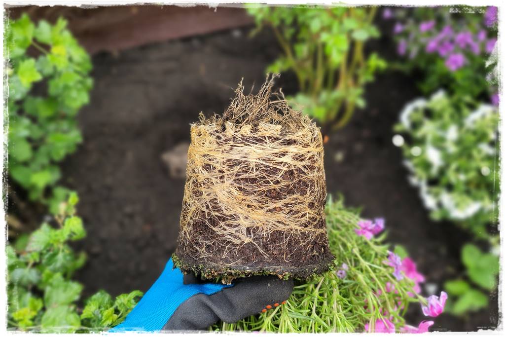 kwitnący jagodnik 27