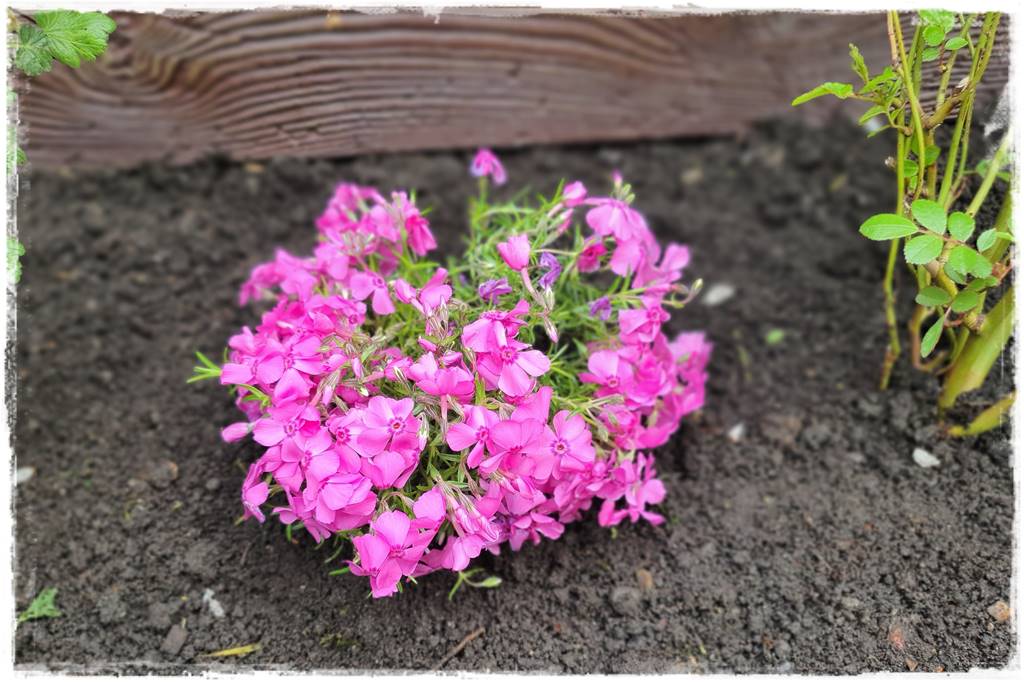 kwitnący jagodnik 29