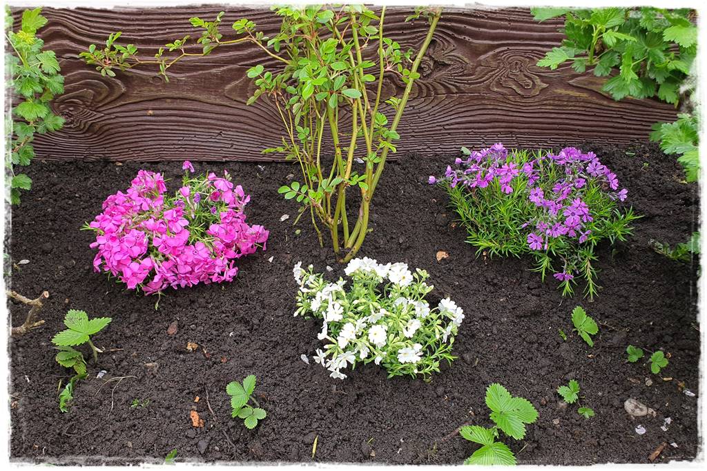 kwitnący jagodnik 30