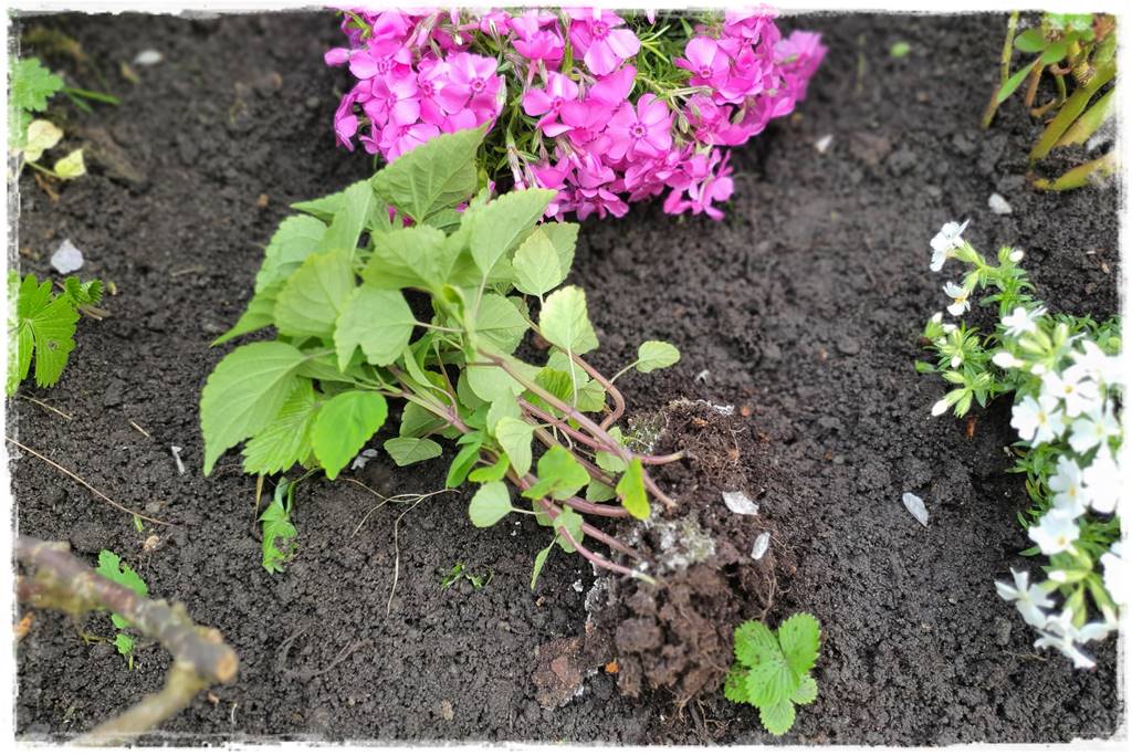 kwitnący jagodnik 31