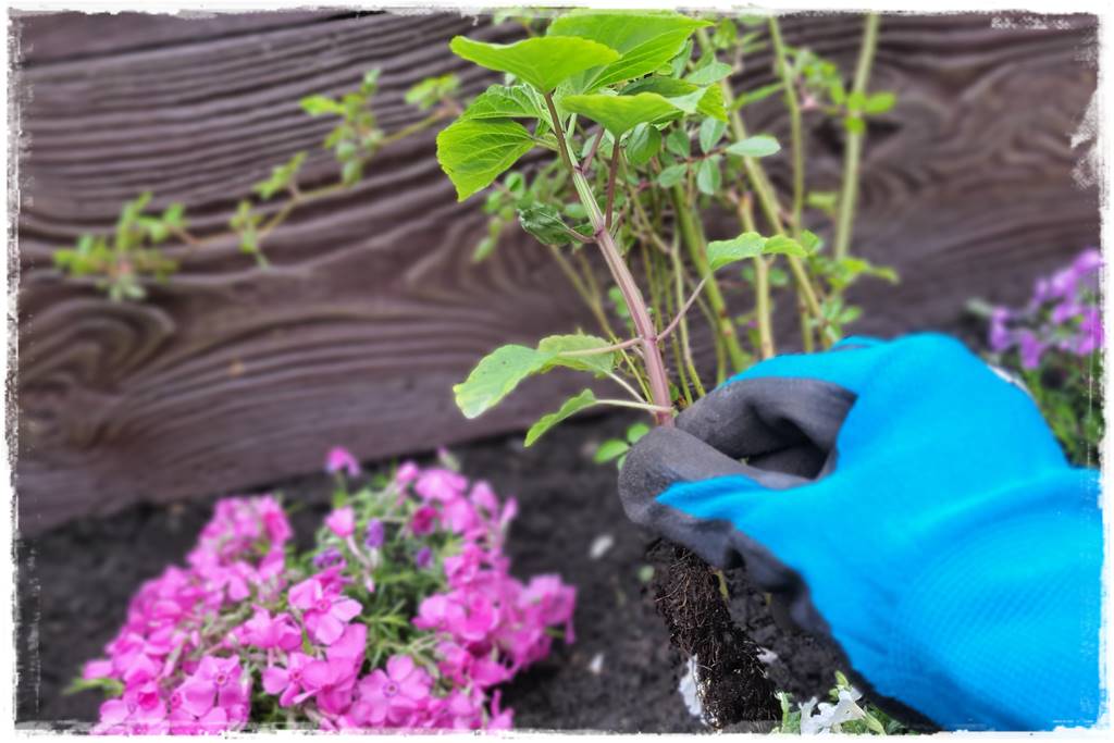 kwitnący jagodnik 32