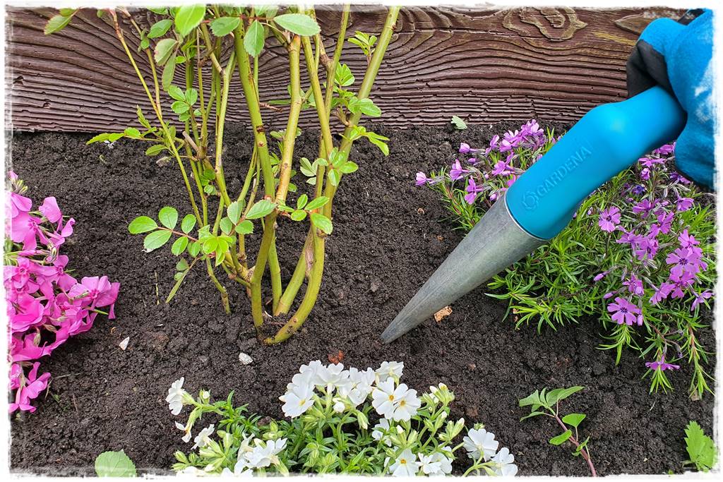 kwitnący jagodnik 33