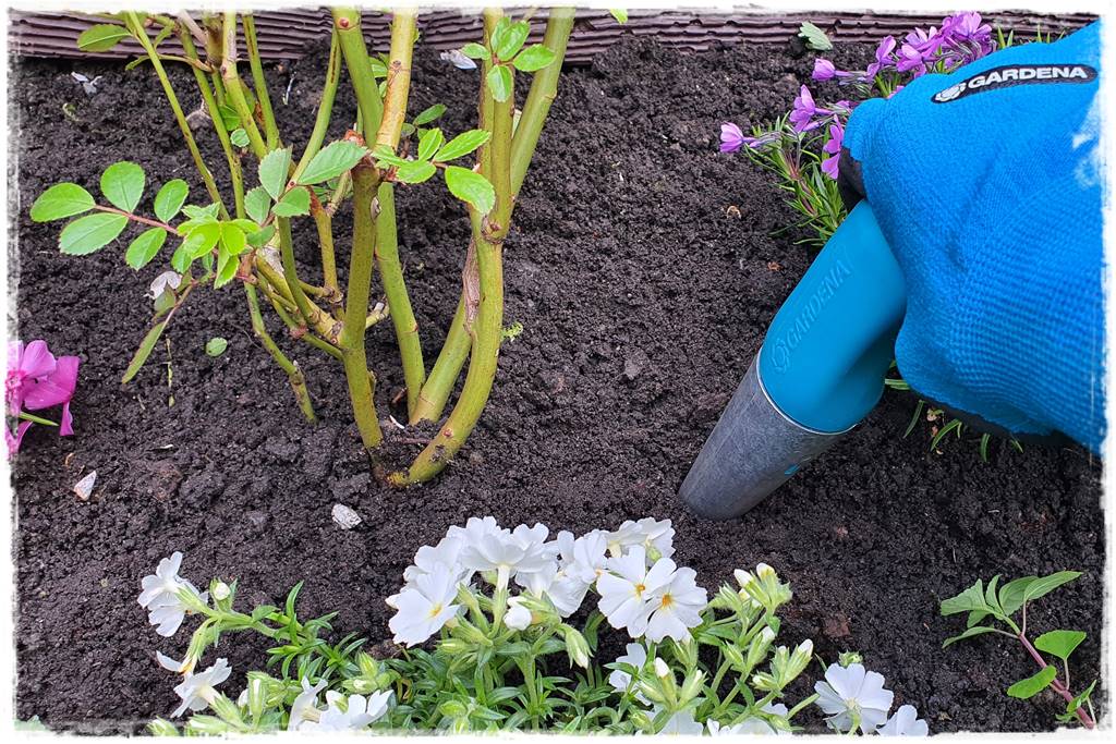 kwitnący jagodnik 34