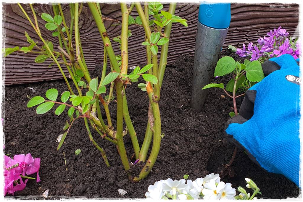 kwitnący jagodnik 35