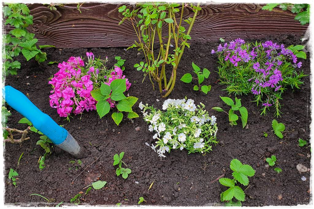 kwitnący jagodnik 36