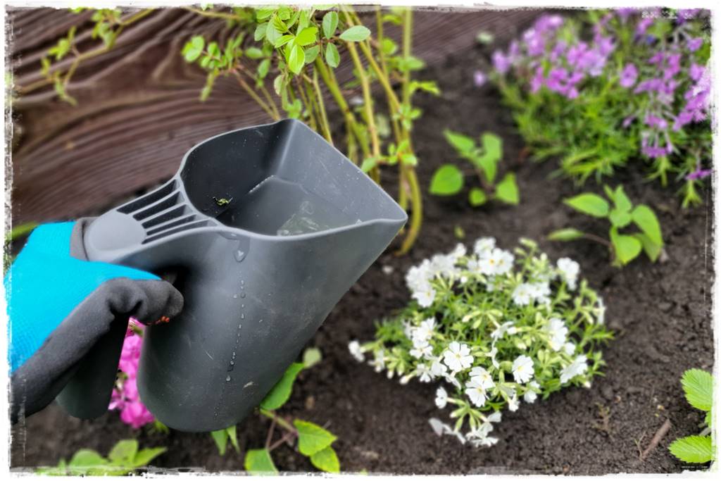 kwitnący jagodnik 39