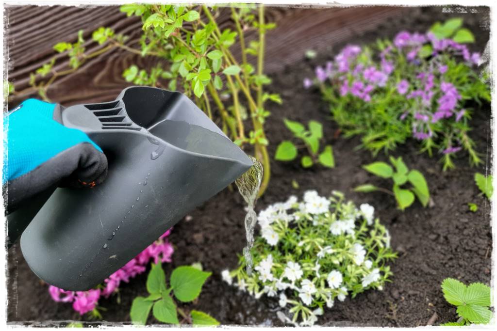 kwitnący jagodnik 40