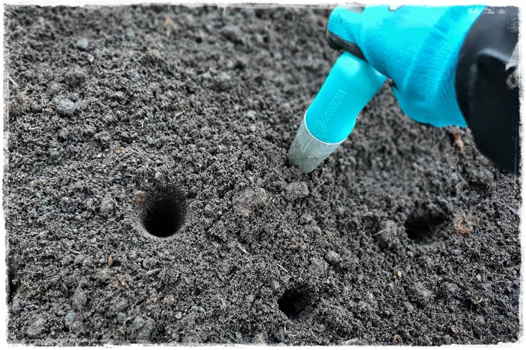 kwitnący jagodnik 42