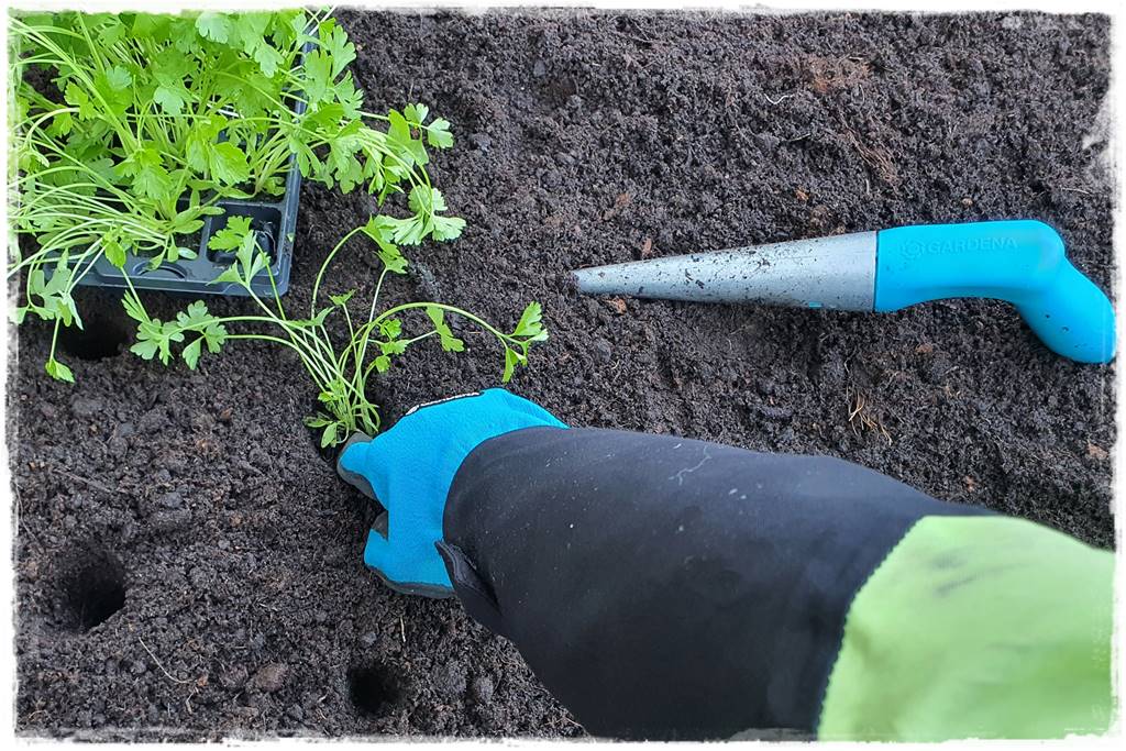 kwitnący jagodnik 43