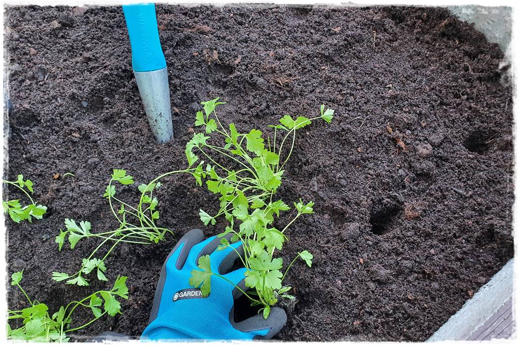 kwitnący jagodnik 44