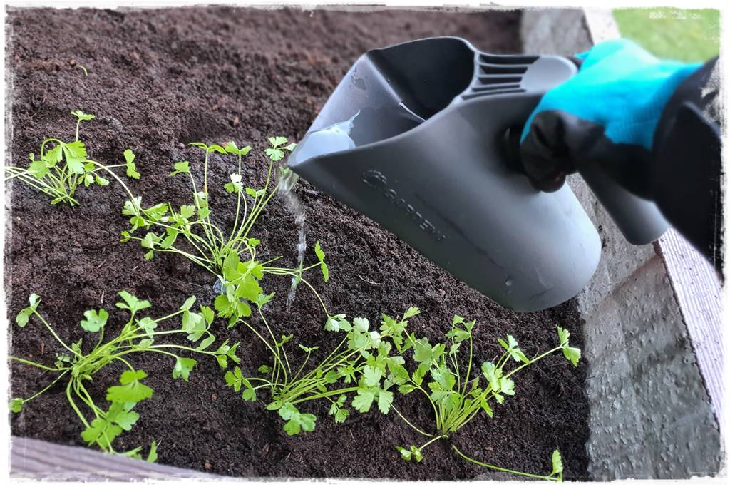 kwitnący jagodnik 46