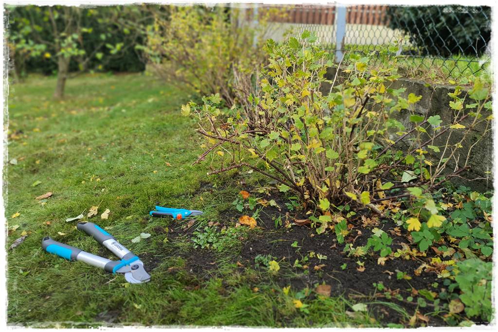 kwitnący jagodnik 5