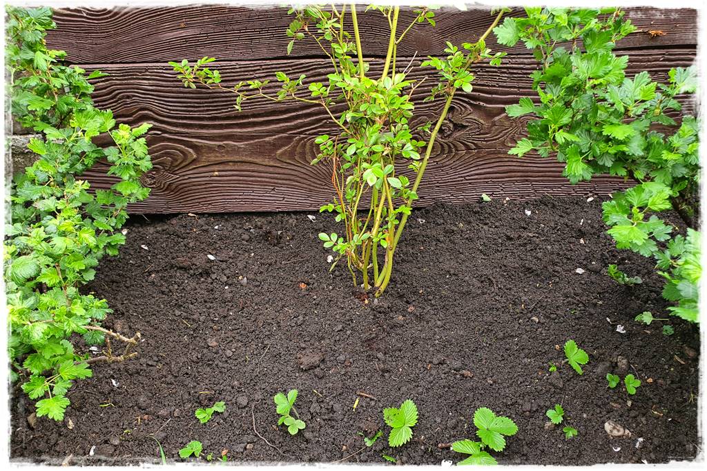 kwitnący jagodnik 8