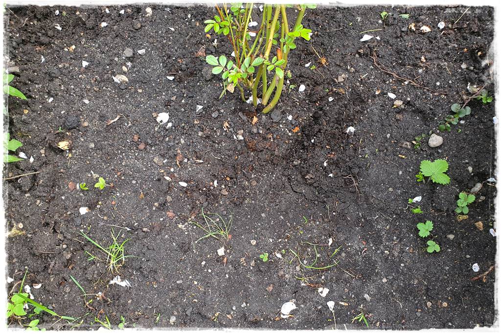 kwitnący jagodnik 9