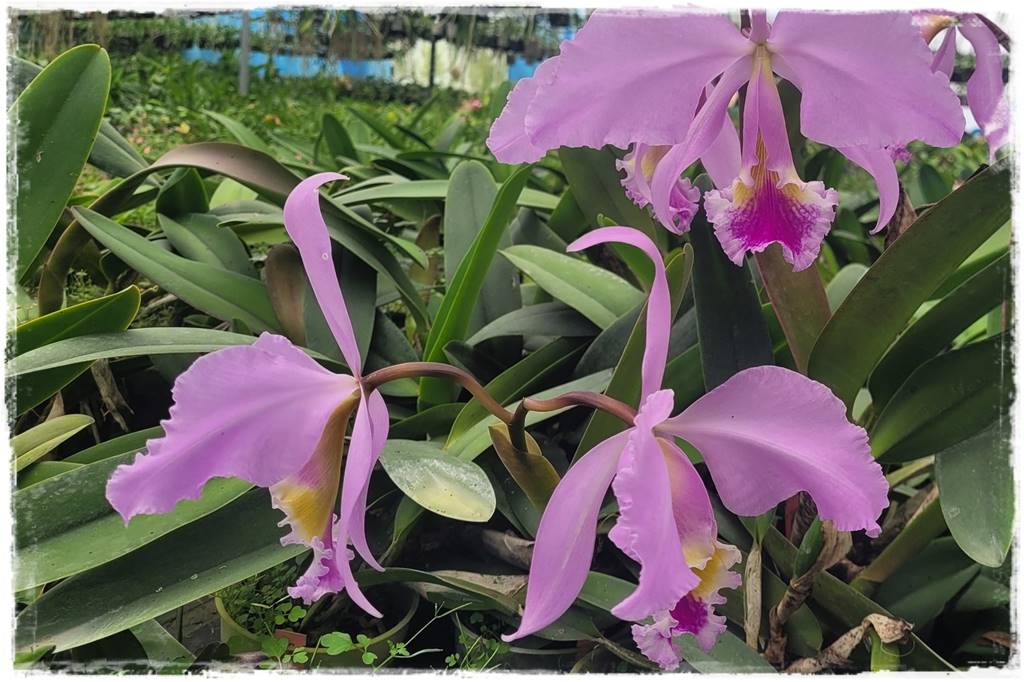 mineralne podłoża dla storczyków 0a mineralne podłoża dla storczyków 0a