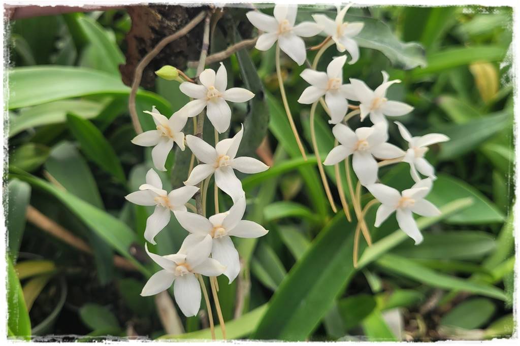 mineralne podłoża dla storczyków 0b mineralne podłoża dla storczyków 0b