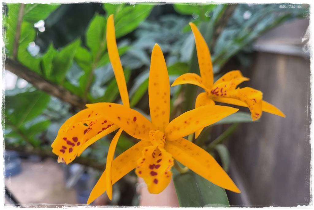 mineralne podłoża dla storczyków 0c mineralne podłoża dla storczyków 0c