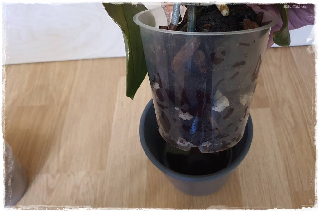 mineralne podłoża dla storczyków 5